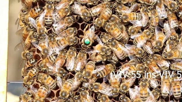 Золотые матки Buckfast 2020. Golden Bee 2020 смотреть онлайн