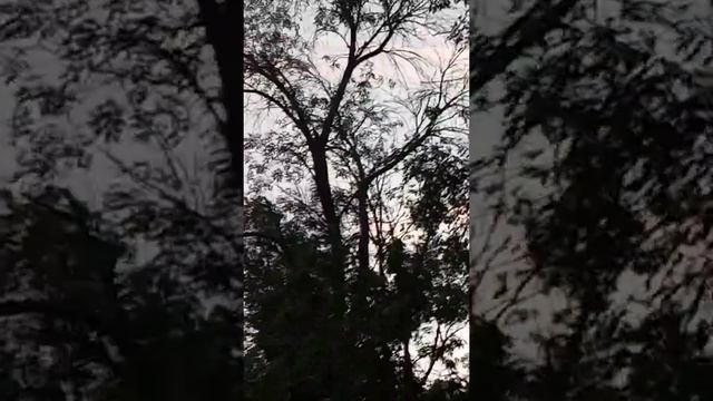 ВЯХИРЬ есть даже в нашем парке...(местный голубь есть) смотреть онлайн