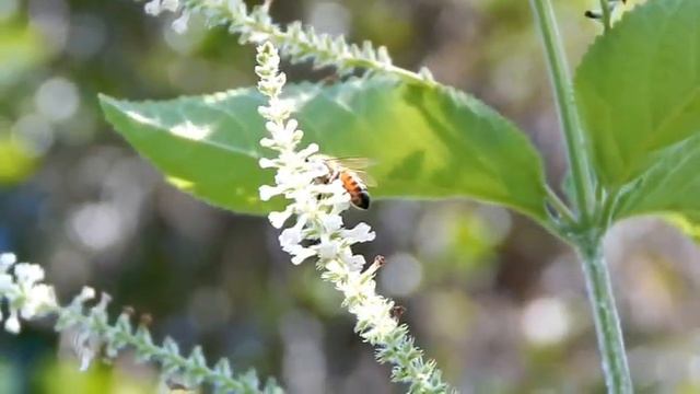 Bees In Almond Bushes Recorded With Nikon Coolpix L830 смотреть онлайн