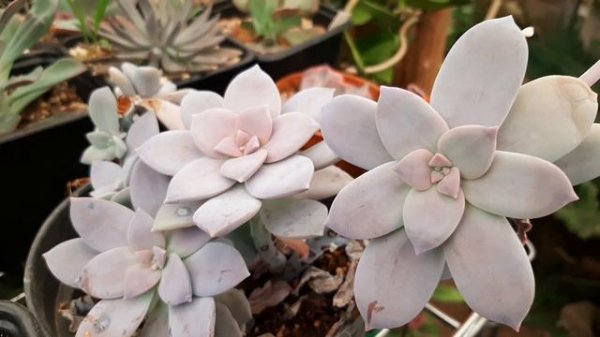 Graptopetalum superbum variegado