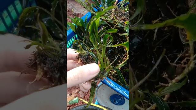 Schismatoglottis Roseospatha