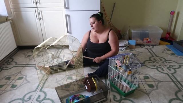 VLOG Большие покупки, Золотая клетка смотреть онлайн