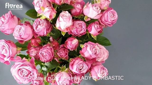 Růžová růže trsová LADY BOMBASTIC - Florea.cz смотреть онлайн