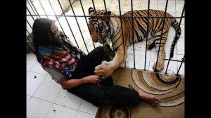 Дружба тигра и человека - Тигриная няня =(^ • ^)=