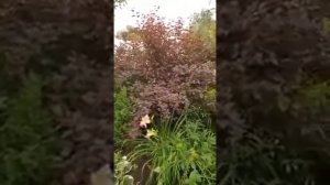 Выдерживает ли Пузыреплодник калинолистный полутень?