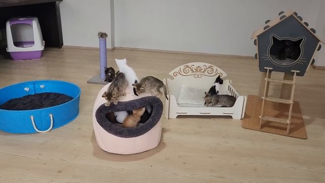 The man who lives with the 17 tiny kittens he rescued is experiencing an explosion of happiness. смотреть онлайн