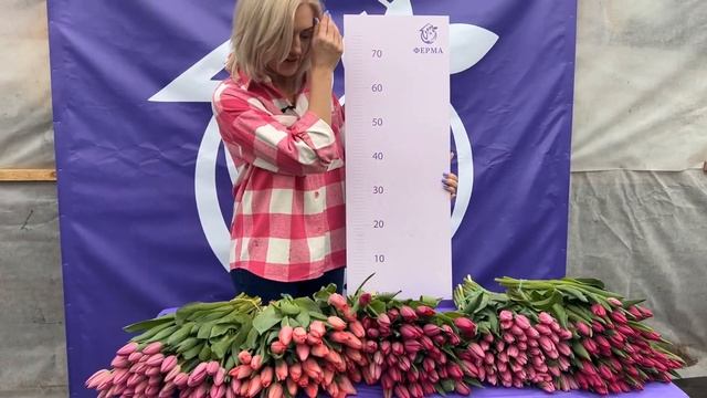 Обзор сортов розовых тюльпанов смотреть онлайн