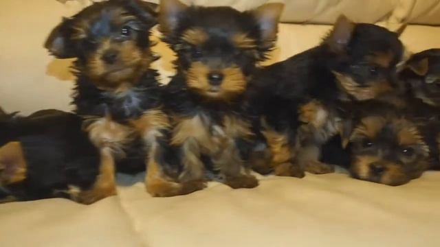 Щенки йоркширского терьера / 13 счастливых хвостов / Happy tails смотреть онлайн