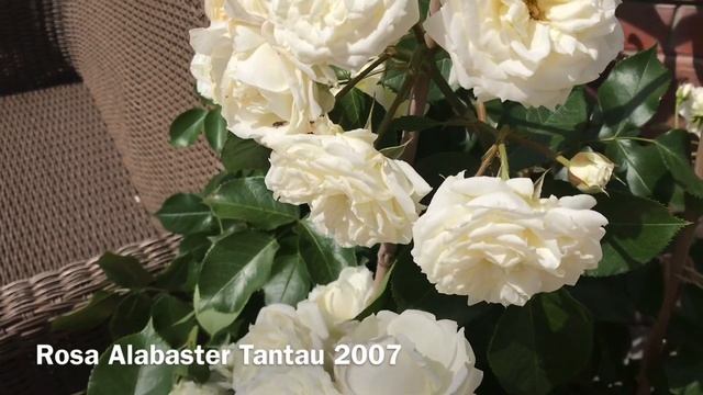 РОЗА АЛАБАСТЕР....Rosa Alabaster. Tantau 2007 смотреть онлайн