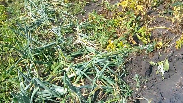 Ходили с внучкой в поле за картошкой . смотреть онлайн