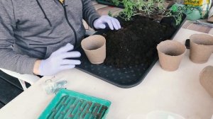 Как прорастить семена томатов БЫСТРО и ПРОСТО | Пикировка саженцев | Посадка помидоров в теплице