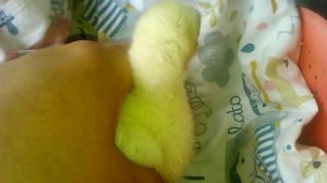 Индюшата - перевёртыши лайфхак