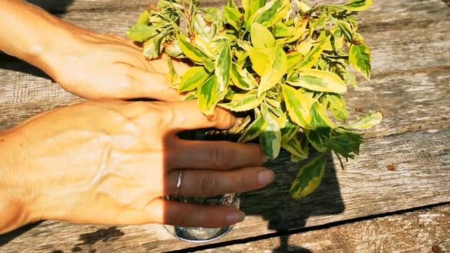 Черенкование кустарников форзиции смотреть онлайн