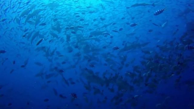 Fiji - Shark Diving Beqa Lagoon смотреть онлайн