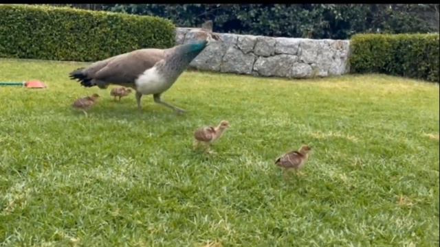 Beautiful Peacock video 🦚 смотреть онлайн