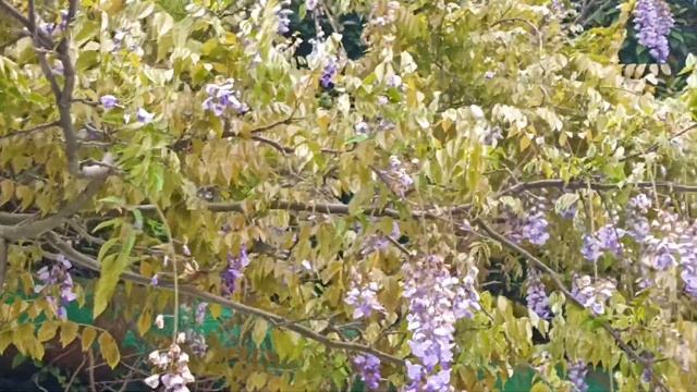 Сочи. Мамайка 08.05.23г. смотреть онлайн