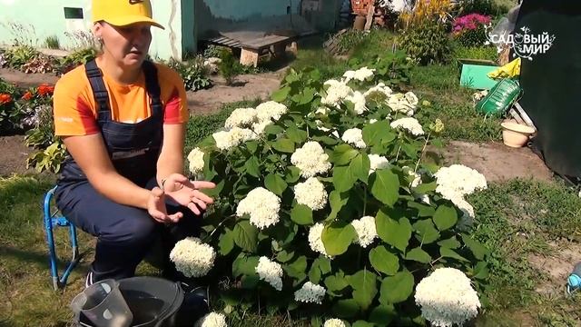 Гортензия древовидная Анабель : неприхотлива в уходе, но очень красива смотреть онлайн