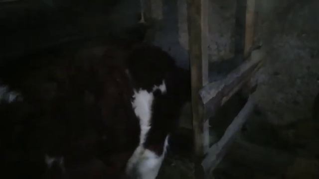 Рацион бычков в 7-8 месяцев!!! смотреть онлайн