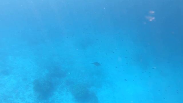 #Eagle #Ray #Rasdhoo Alif Alif Atoll Maldives смотреть онлайн