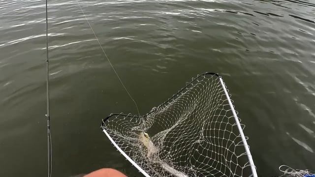 Почему Новичок меньше ловит! Нужно ловить Щуку только НА НОВЫЕ ВОБЛЕРЫ! смотреть онлайн