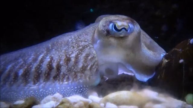 Sepia officinalis - Linnaeus, 1758 - Seiche commune, common cuttlefish - Aquarium de Paris - 01/201 смотреть онлайн