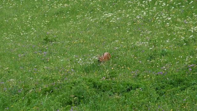 цветы распускаются в солнечный день смотреть онлайн весь цикл жизни цветов за 10 минут смотреть онлайн