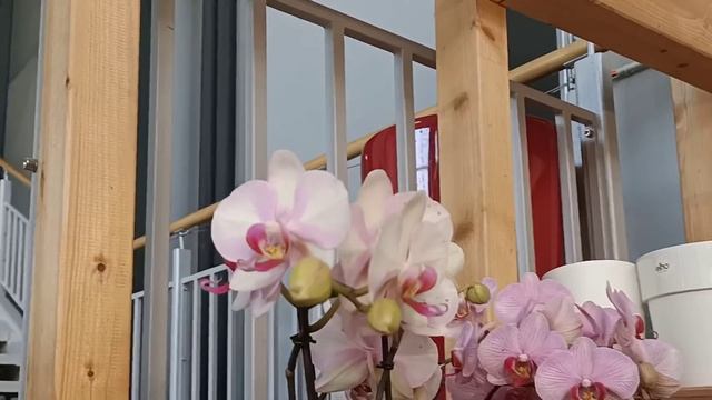 Изумительные #орхидеи,потрясающий #Башмачок и #променеи в магазине Ботаник ?? смотреть онлайн