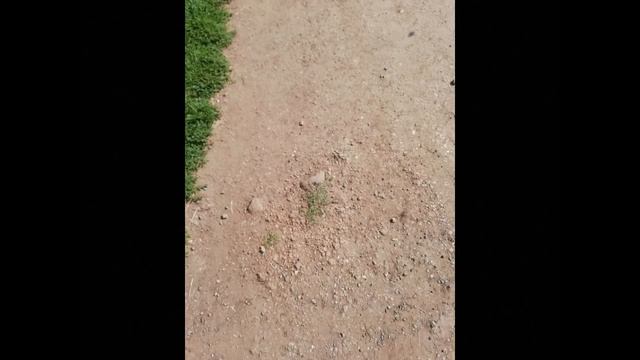 Земляные валы! Земляные ли? (Зри в корень!) смотреть онлайн