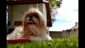 Ши-тцу описание породы! Все о породе собаки!