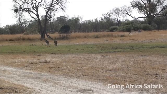 Wildebeests chase cheetahs in Moremi Game Reserve.wmv смотреть онлайн