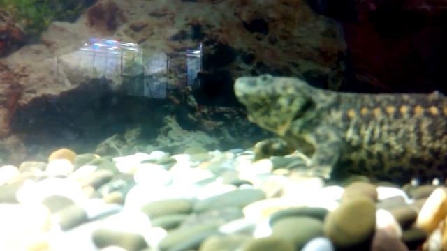 Тритон Испанский (ребристые, иглистые) тритоны. смотреть онлайн