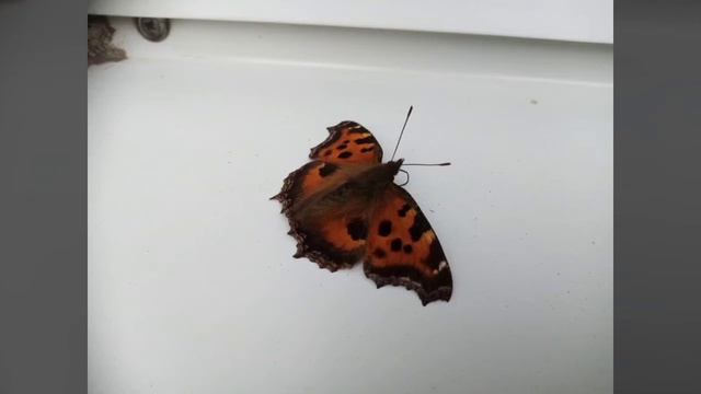 Липецк Аптека 70 БАБОЧКА 11 марта 2020 Все будет хорошо ? смотреть онлайн