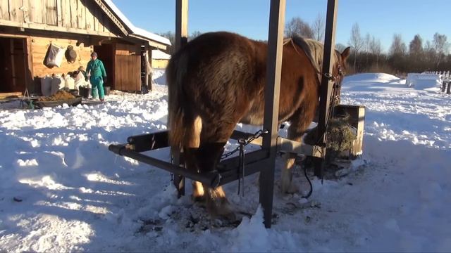 Расчистка тяжеловоза в станке. Приучение к расчистке.