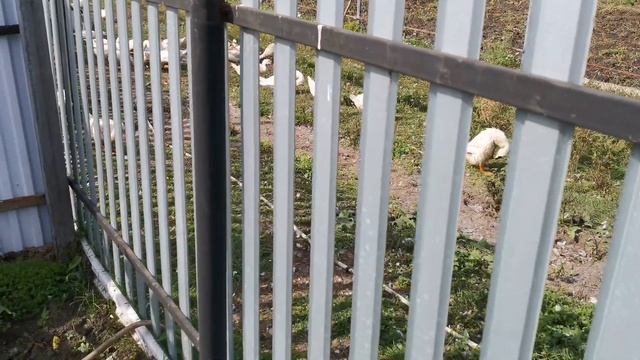 В деревне. Убираем картошку. смотреть онлайн