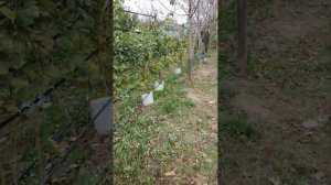 ХАЛЛЕЙ МАДЖЕСТИК МОЛЛИНГ БЕЛЛА МАЛИНА САЖЕНЦЫ НА ВЕСНУ ЗКС