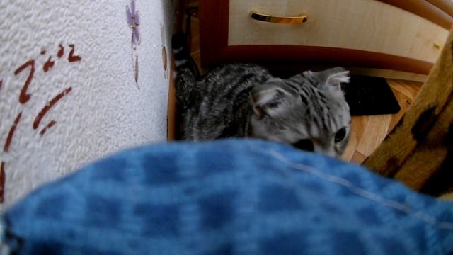 Самый бешеный кот в мире) смотреть онлайн