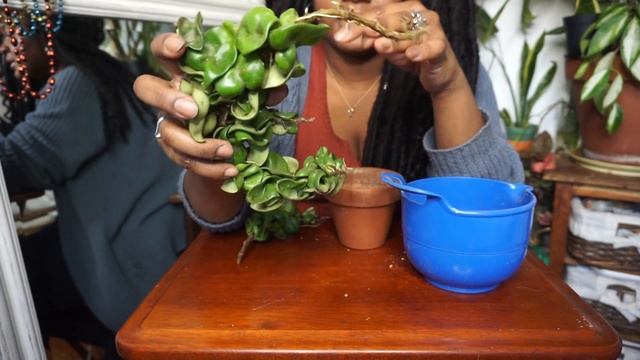 Potting My Hoya Carnosa Compacta Propagation | Hindu Rope Plant Care смотреть онлайн