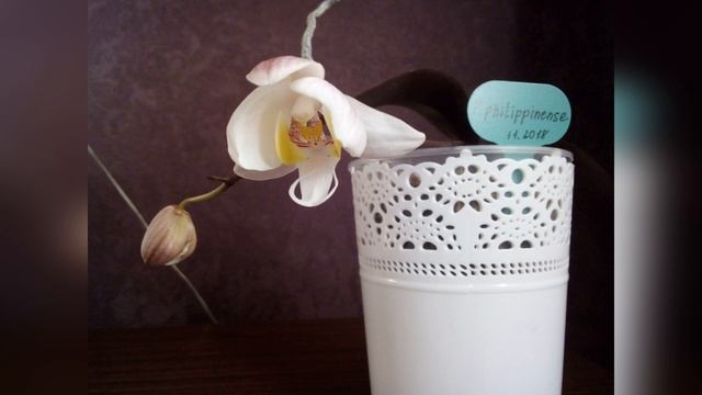 Так вот ты какая, ОРХИДЕЯ ВИДОВАЯ// Фаленопсис филиппинский зацвёл! смотреть онлайн