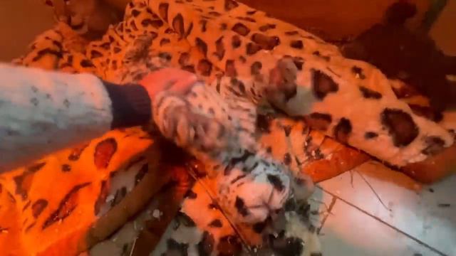 Маленький ягуар ТАКОЙ МИЛЫЙ! Глажу его по шерстке и сама себе ЗАВИДУЮ!!! смотреть онлайн