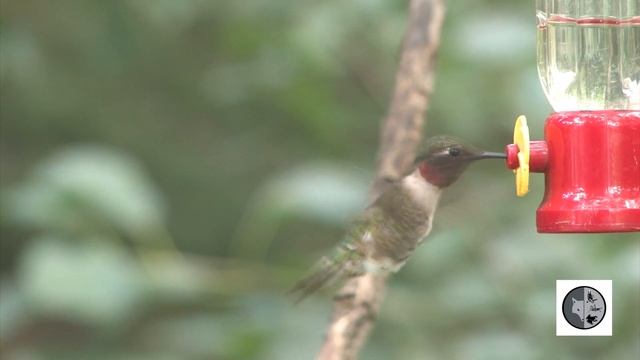 Colibri à gorge rubis mâle/Male Ruby-throated Hummingbird смотреть онлайн