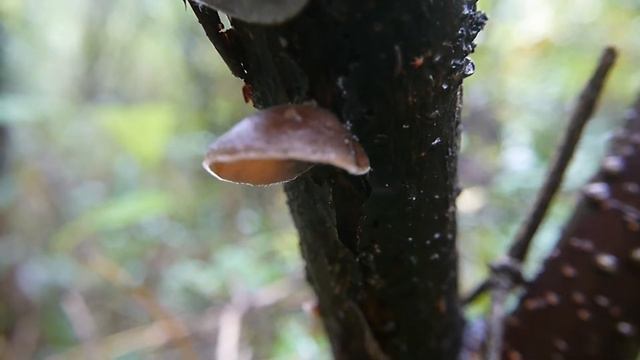 アラゲキクラゲAuricularia polytricha смотреть онлайн