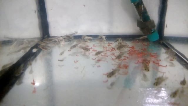 Чем кормить личинок Тритона. Корм для Тритона смотреть онлайн