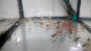 Чем кормить личинок Тритона. Корм для Тритона