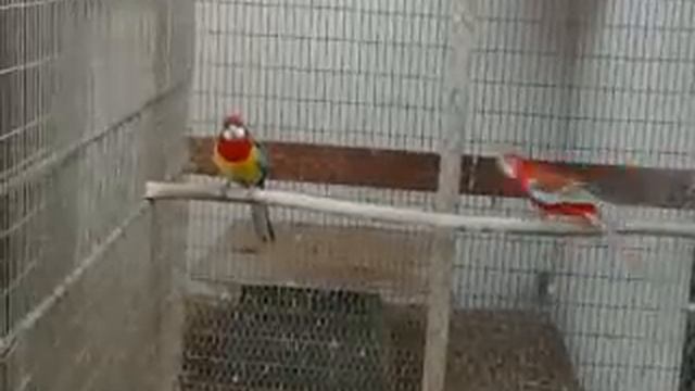 Rozella Papagáj Pár (Platycercus Eximius) Eastern Rosella