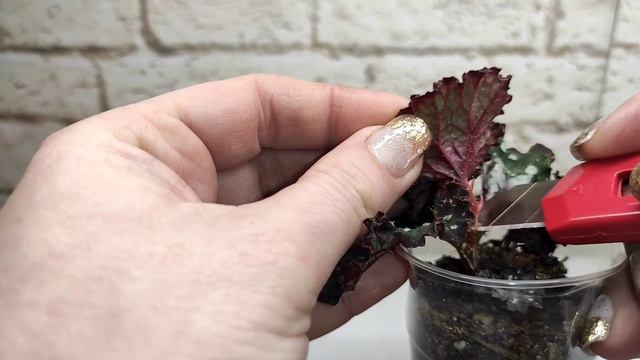 Воздушная детка на декоративно-лиственной бегонии! Снимаю в первый раз! смотреть онлайн