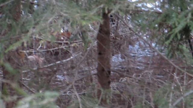 Волшебство Лисинского  заказника