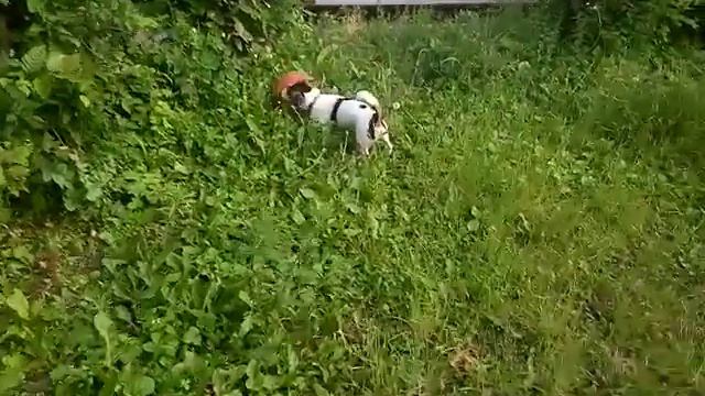 Джек Рассел терьер Бакс и мяч для баскетбола смотреть онлайн