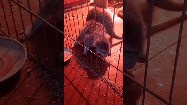 Едят ли сурикаты рыбу? смотреть онлайн