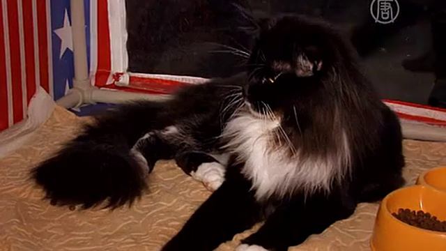 Выставка гигантских кошек смотреть онлайн