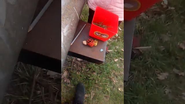 Гуляем с улитками! смотреть онлайн